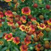 Gaillardia Arizona Sun Qt - Image 2